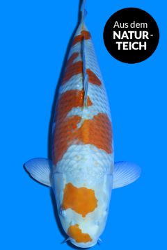 Karashi Ochiba Shigure