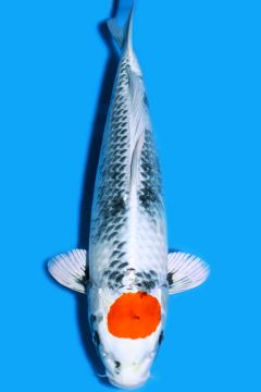 Tancho Karashi Kin Showa