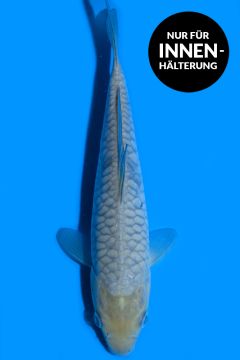 Aragoke Karashi Soragoi