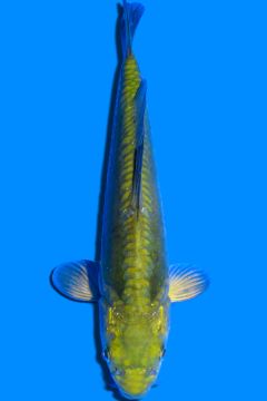 Doitsu Karashi Chagoi