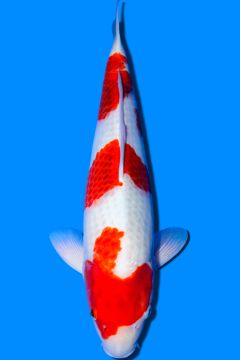 Karashi Ai Goromo