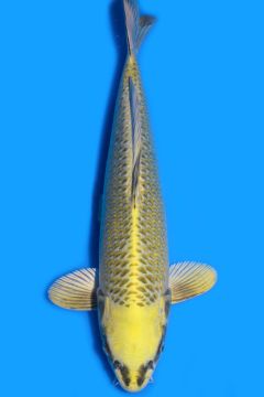 Karashi Matsuba Ogon