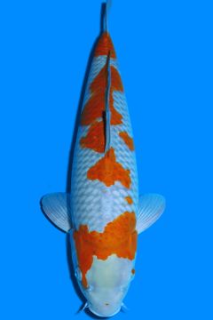 Karashi Ochiba Shigure