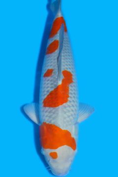 Karashi Ochiba Shigure