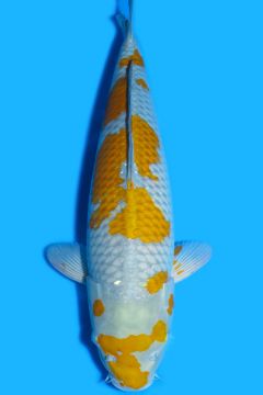 Karashi Ochiba Shigure