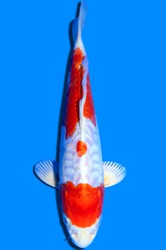 Aragoke Karashi Hariwake