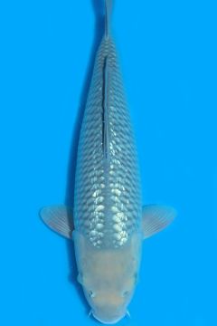 Ginrin Karashi Soragoi