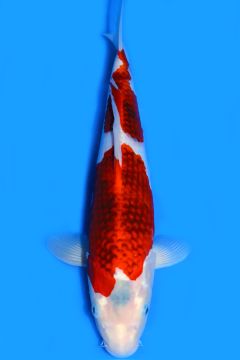 Karashi Ai Goromo