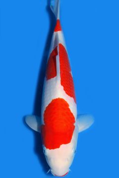 Karashi Kohaku