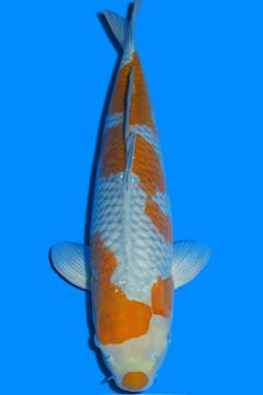 Karashi Ochiba Shigure