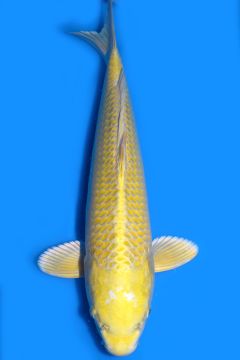 Karashi Yamabuki Ogon