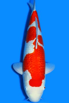 Ginrin Karashi Kohaku