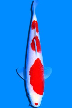 Karashi Kohaku