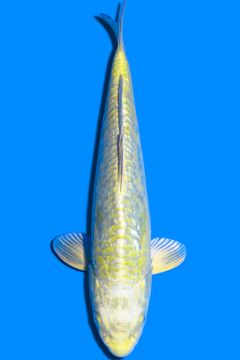 Aragoke Ginrin Hikari Karashigoi