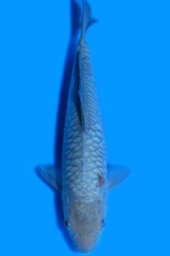 Aragoke Karashi Asagi Ochiba