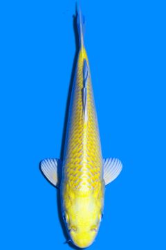 Karashi Yamabuki Ogon