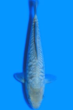 Aragoke Karashi Asagi Ochiba