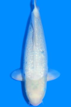 Ginrin Karashi Matsukawabake