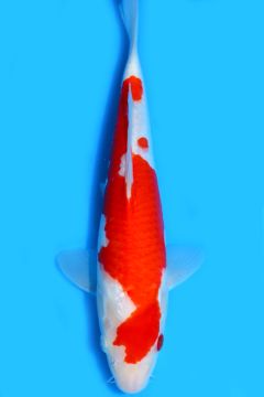 Karashi Kohaku