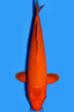 Karashi Matsubagoi