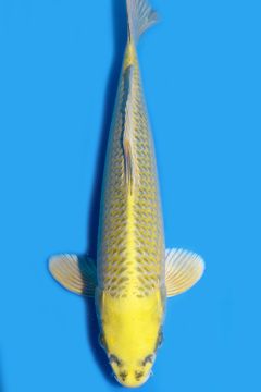 Karashi Matsuba Ogon