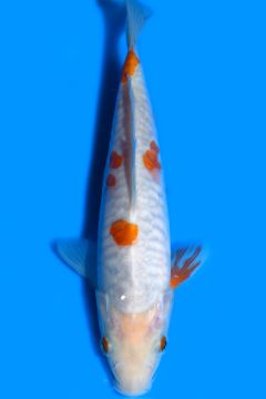 Aragoke Karashi Koyo