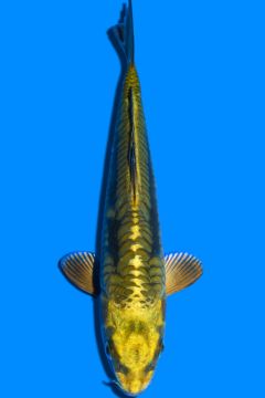 Doitsu Karashi Hikari Chagoi