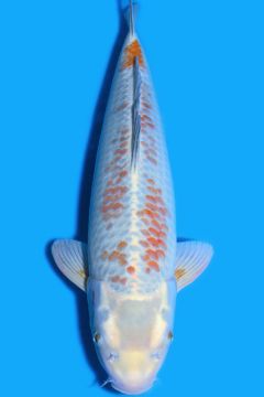 Hikari Karashi Kanoko Ochiba