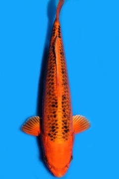 Karashi Kin Matsuba