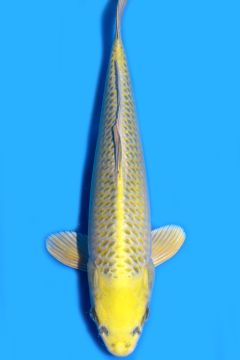 Karashi Matsuba Ogon