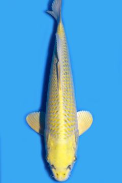 Karashi Matsuba Ogon