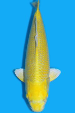 Karashi Yamabuki Ogon