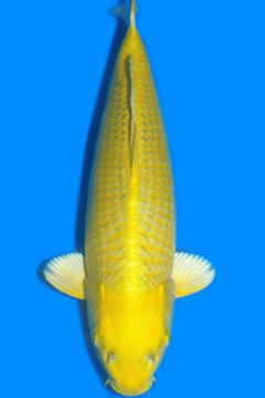 Karashi Yamabuki Ogon