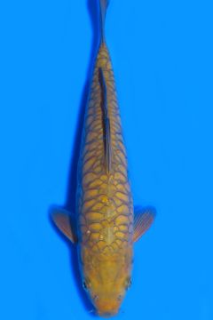 Aragoke Karashi Chagoi