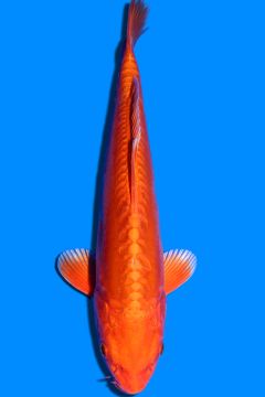 Doitsu Karashi Orenji Ogon