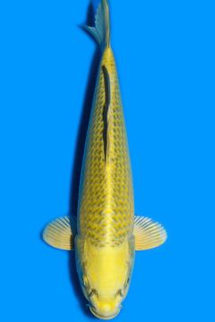Karashi Matsuba Ogon