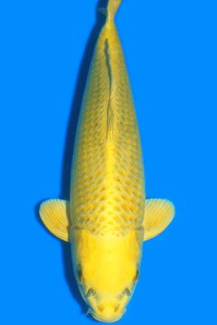 Karashi Matsuba Ogon