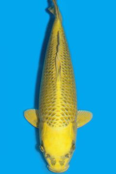 Karashi Matsuba Ogon