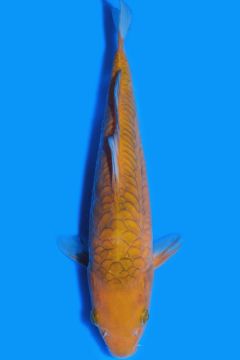 Aragoke Karashi Chagoi