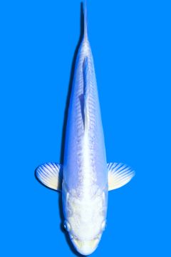 Doitsu Karashi Platinum Ogon