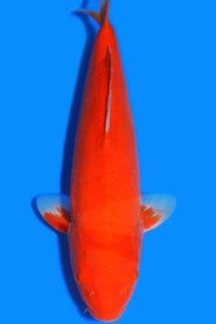 Doitsu Orenji Karashigoi