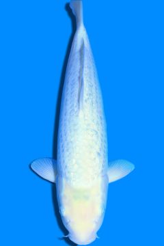 Ginrin Karashi Matsukawabake