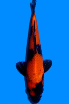 Hi Utsuri