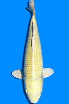 Karashi Yamabuki