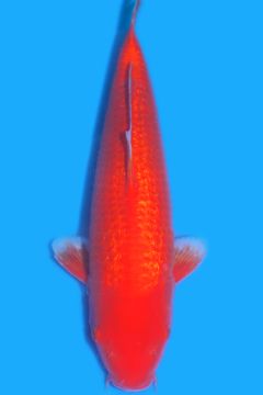 Ginrin Karashi Benigoi