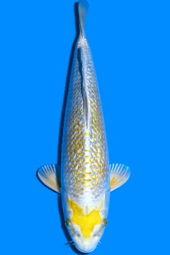 Ginrin Karashi Hikari Ochiba