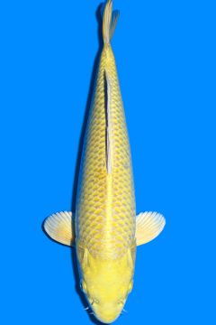 Karashi Yamabuki