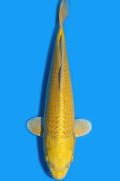 Karashi Yamabuki Ogon