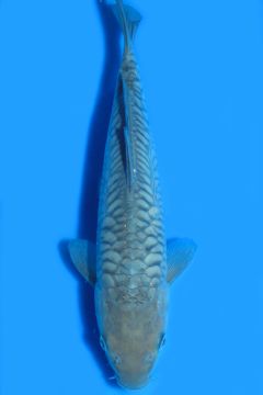 Aragoke Karashi Soragoi1