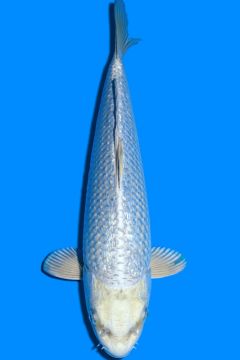 Ginrin Karashi Hikari Soragoi